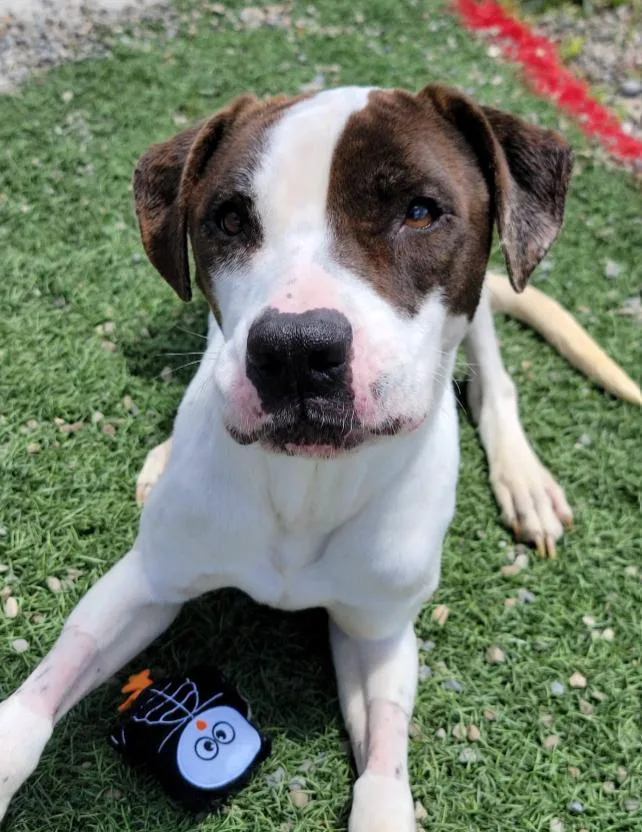 A young medium-sized female White / Cream Mixed Breed dog named Letty for adoption in Hornell, NY