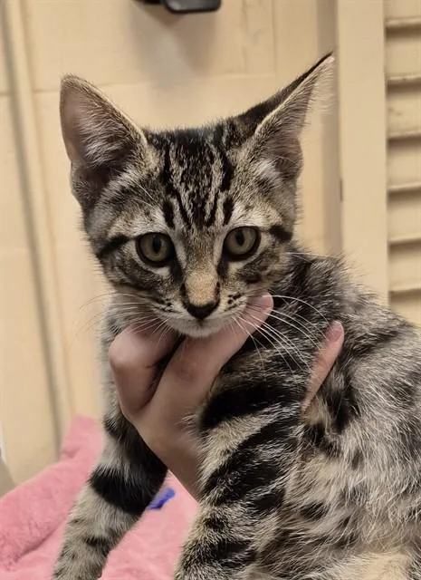 A baby small-sized male Domestic Short Hair cat named Dude for adoption in Lodi, CA