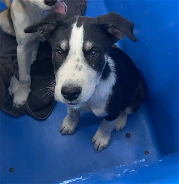 A baby large-sized male Mixed Breed dog named Nick for adoption in Dallas, TX