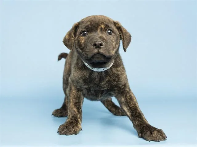 A baby small-sized male Pit Bull Terrier dog named Cheddar for adoption in Phoenix, AZ