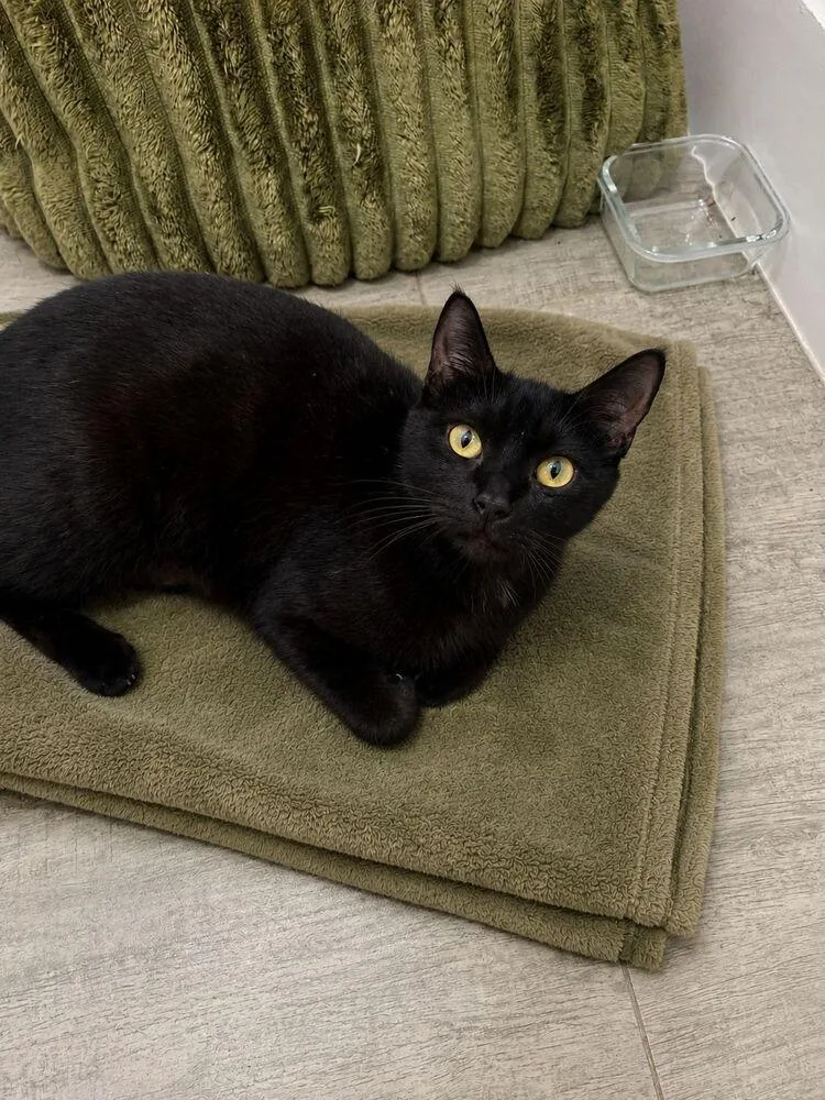 An adult small-sized female Black Domestic Short Hair cat named Olivia for adoption in Hudson, NH