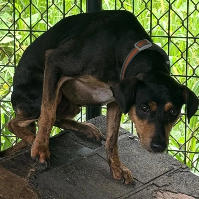 An adult medium-sized male Miniature Pinscher dog named Big Man for adoption in Louisville, IL
