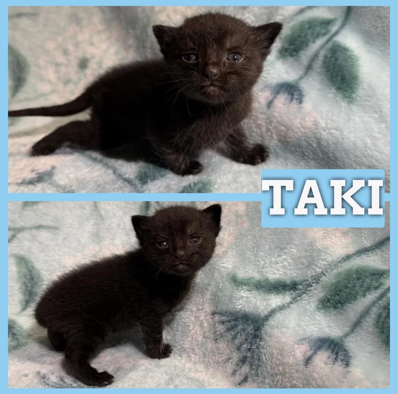 A baby medium-sized male Black Domestic Short Hair cat named Taki for adoption in Batesville, AR