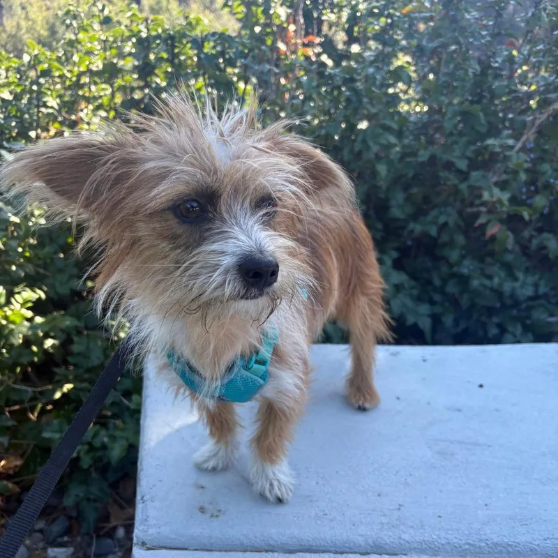 A young small-sized male Golden Terrier dog named Myles for adoption in Cashmere, WA