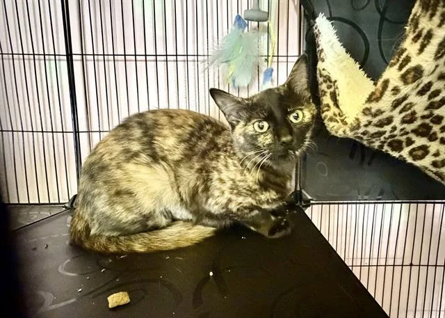 A young small-sized female Domestic Short Hair cat named Sunny for adoption in Charlotte, NC