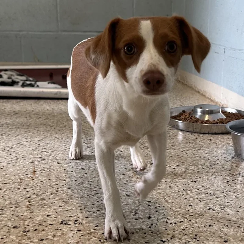 An adult small-sized female White / Cream Mixed Breed dog named Tinkle for adoption in LOXAHATCHEE, FL