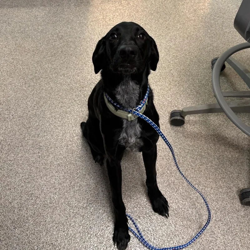 A young medium-sized male Black Mixed Breed dog named Kyzer for adoption in Englewood, FL