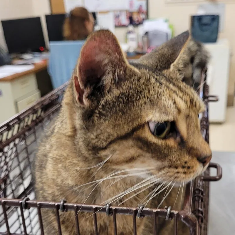 An adult large-sized female Brown / Chocolate Domestic Short Hair cat named Penelope for adoption in Lake Panasoffkee, FL