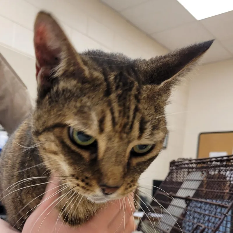 Penelope thumbnail 2