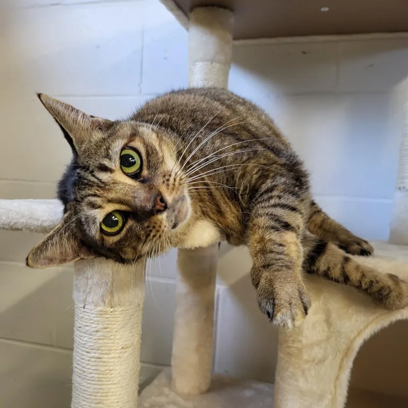 Penelope thumbnail 3