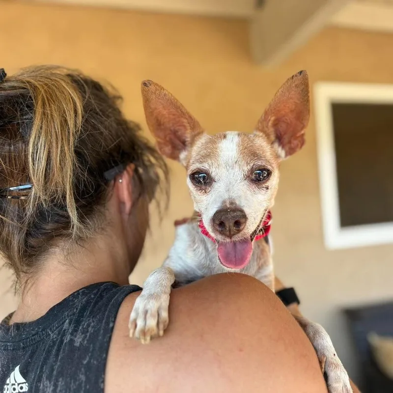 A senior small-sized male Chihuahua dog named Tag for adoption in Ramona, CA