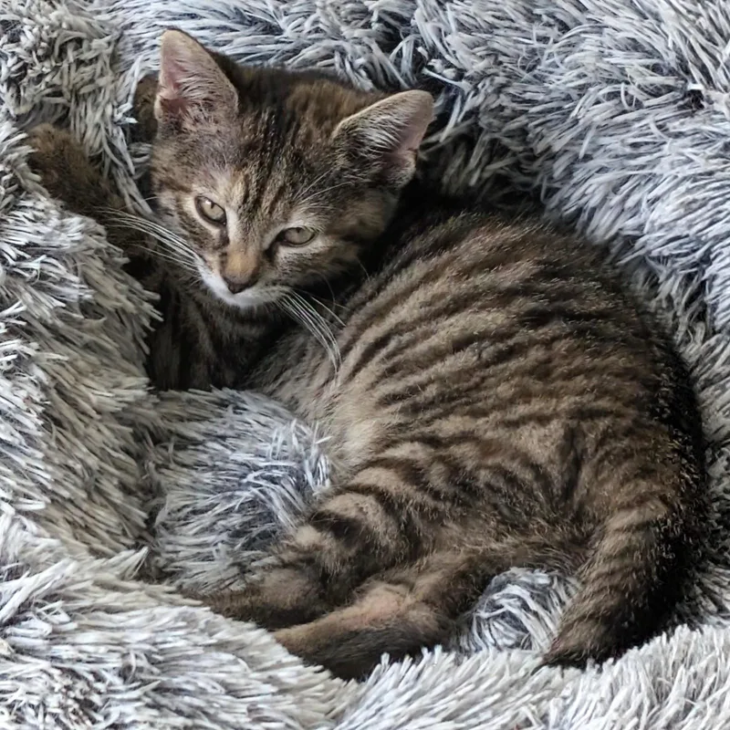 A baby medium-sized female Tabby (Brown / Chocolate) Tabby cat named Stella for adoption in Smithfield, NC