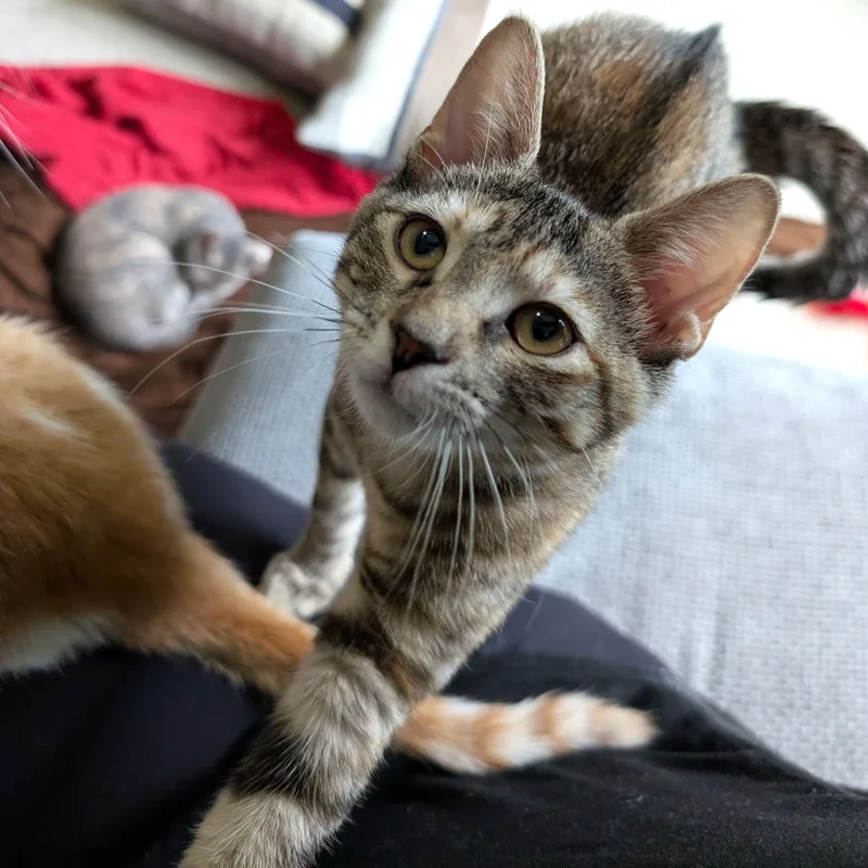 Stella thumbnail 5