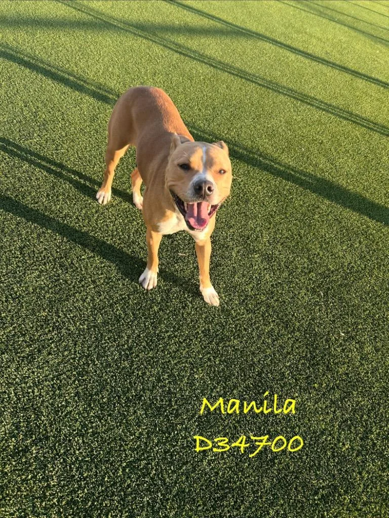 Manilla