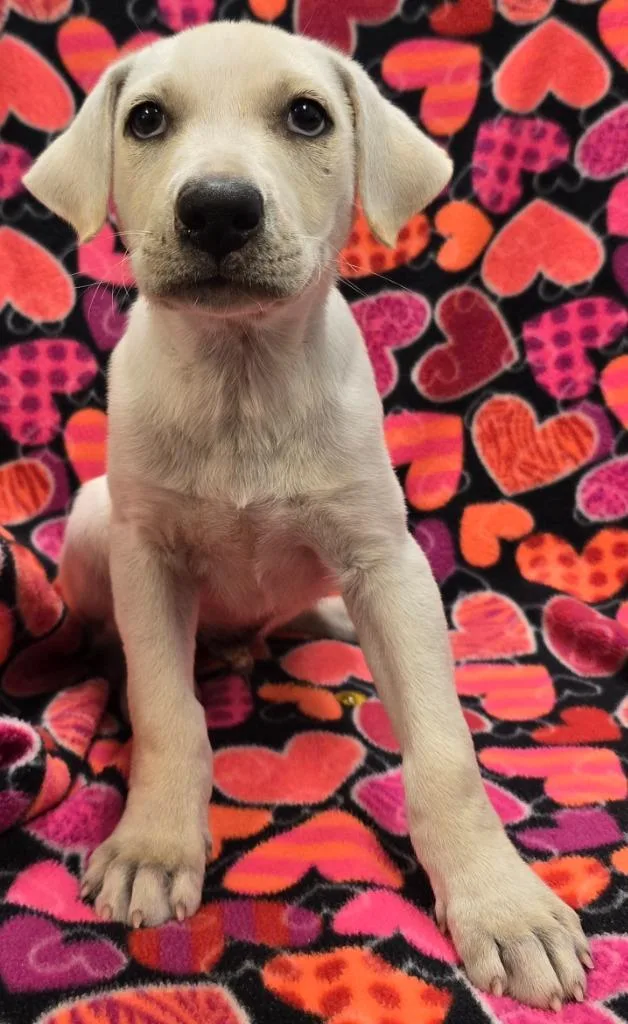 A baby large-sized male Labrador Retriever dog named Sunny for adoption in Murphysboro, IL