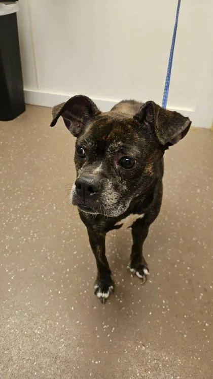 An adult medium-sized female Mixed Breed dog named Sender for adoption in South Bend, IN