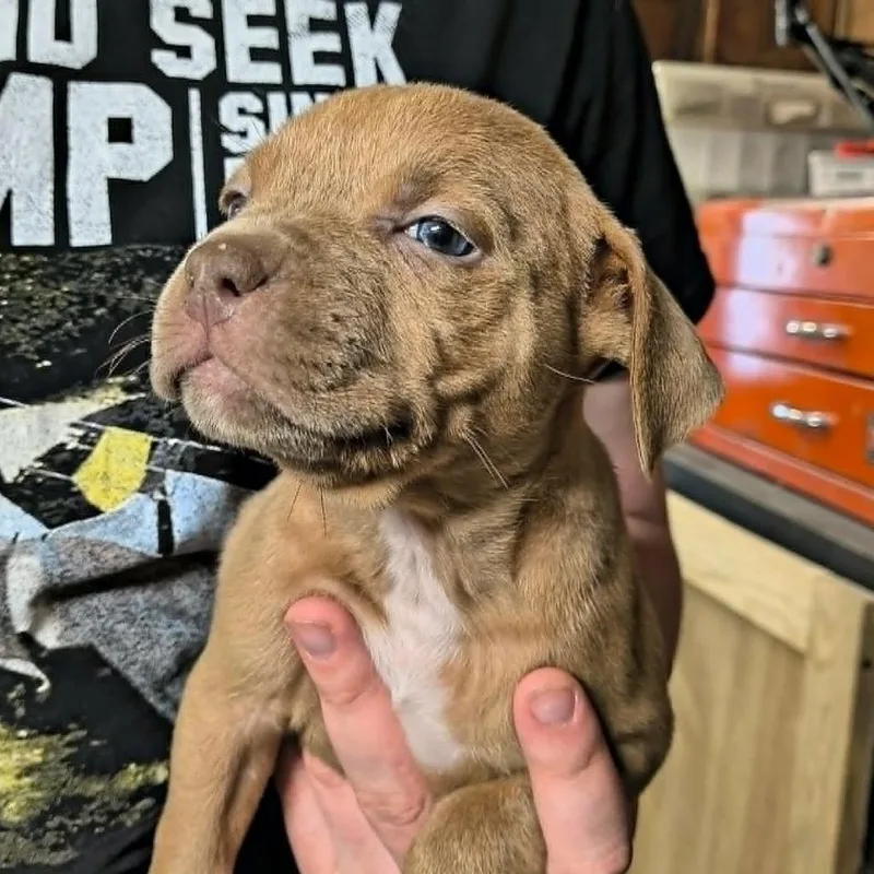 A baby medium-sized female Yellow / Tan / Blond / Fawn Mixed Breed dog named Cousins for adoption in DeKalb, IL