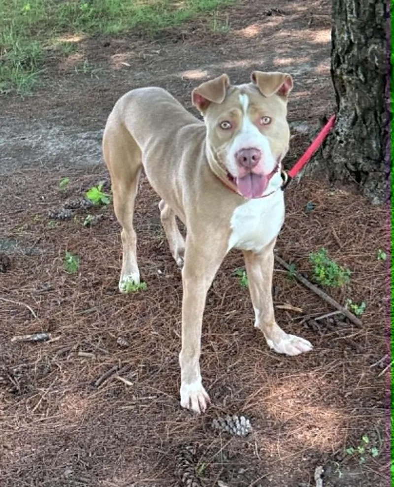 A young medium-sized male Yellow / Tan / Blond / Fawn Pit Bull Terrier dog named Bert for adoption in Springfield, IL