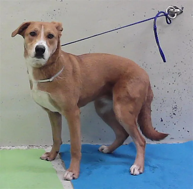A young medium-sized female Labrador Retriever dog named Artemis for adoption in Houston, TX
