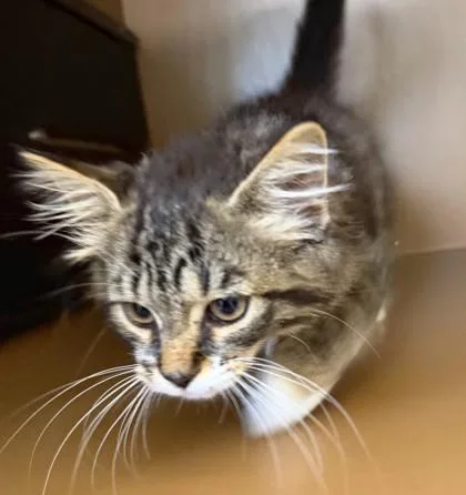 A baby small-sized female Domestic Long Hair cat named Porkchop for adoption in Hamilton, NJ