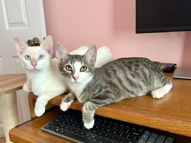 L L Cool Cat thumbnail 2