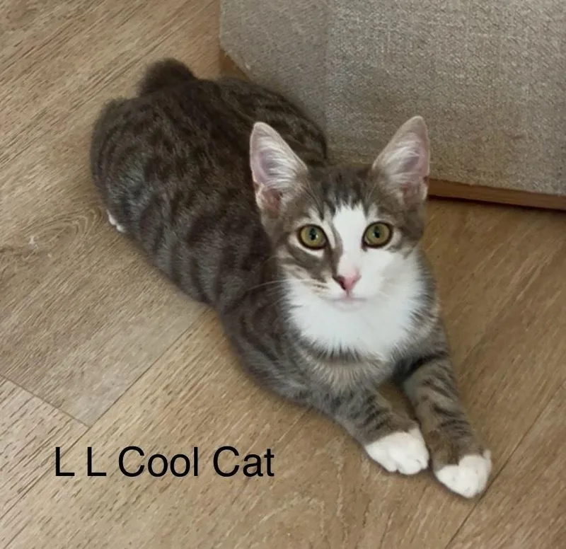 L L Cool Cat thumbnail 3
