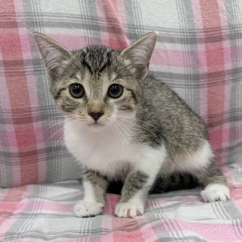 A baby small-sized female White Domestic Short Hair cat named Maddy for adoption in Jupiter, FL
