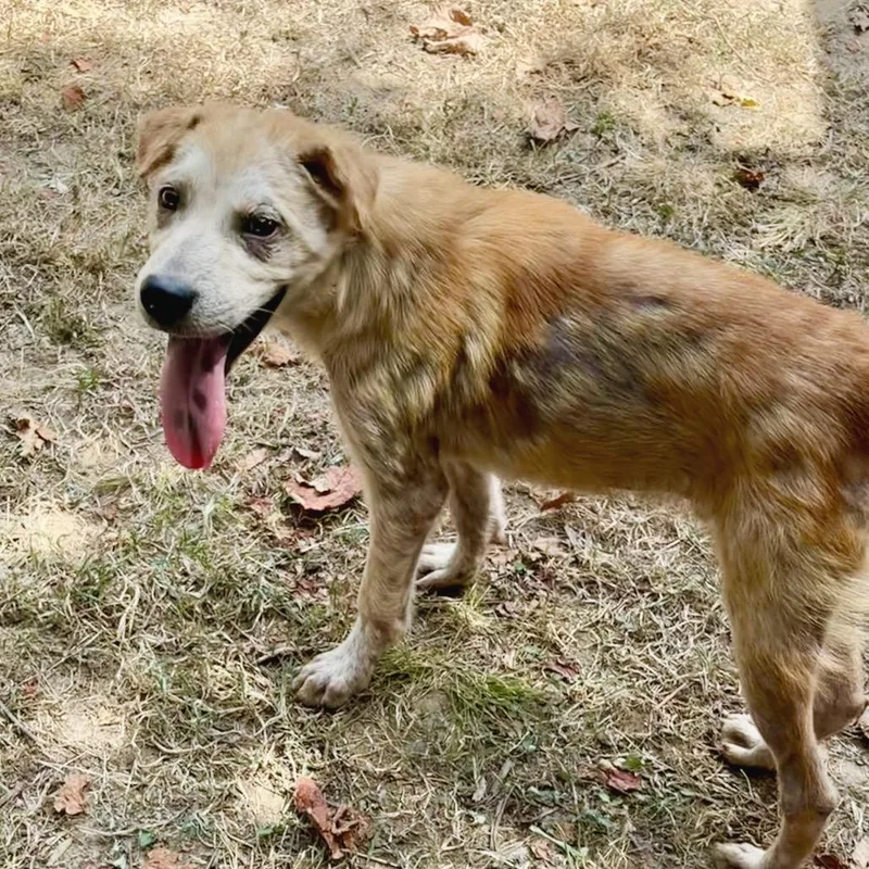 A young medium-sized male Yellow / Tan / Blond / Fawn Chow Chow dog named Rocket for adoption in Lake Jackson, TX