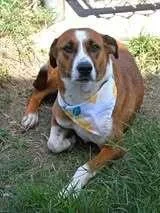 An adult medium-sized female Retriever dog named Sienna A for adoption in Silsbee, TX
