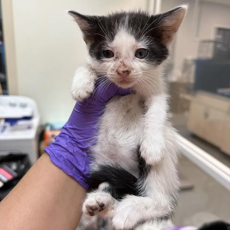 A young small-sized female White Domestic Short Hair cat named Convor for adoption in Westminster, CA