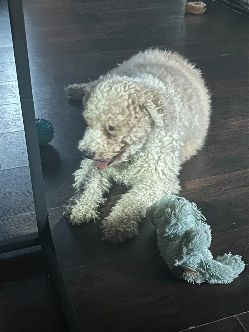 Cauliflower thumbnail 2