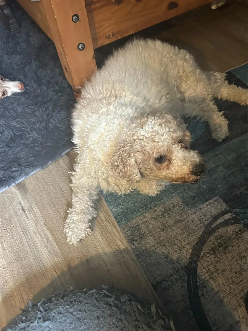 Cauliflower thumbnail 3