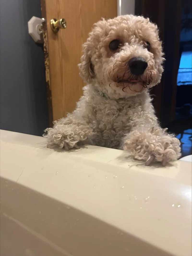 An adult medium-sized male Bichon Frise dog named Cauliflower for adoption in Millerstown, PA