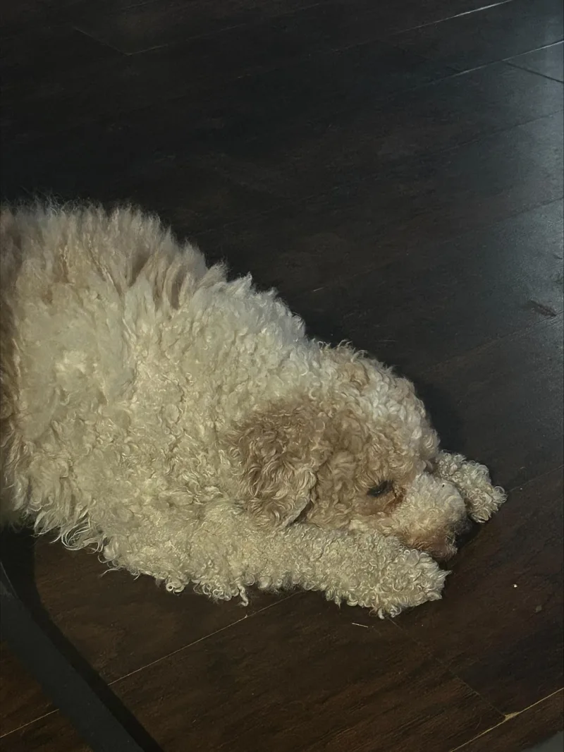 Cauliflower thumbnail 4