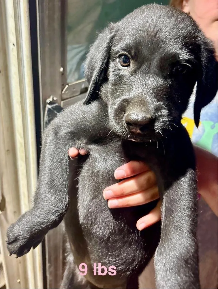 A baby large-sized female Black Labrador Retriever dog named Dagenais Faye for adoption in Broomfield, CO