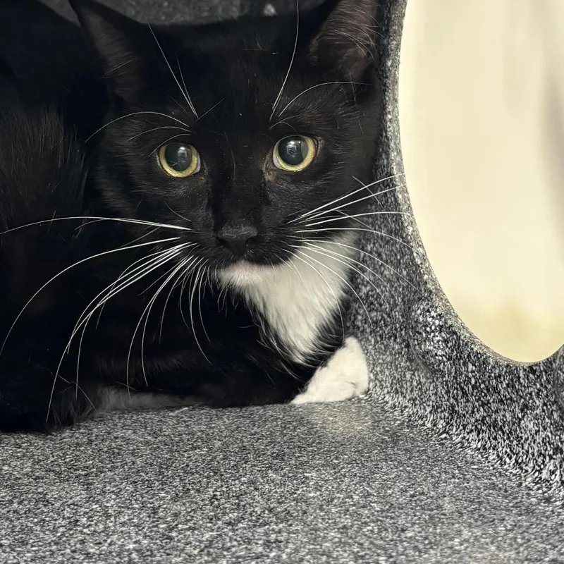 An adult medium-sized female Black Domestic Short Hair cat named Tortilla for adoption in Newark, NJ