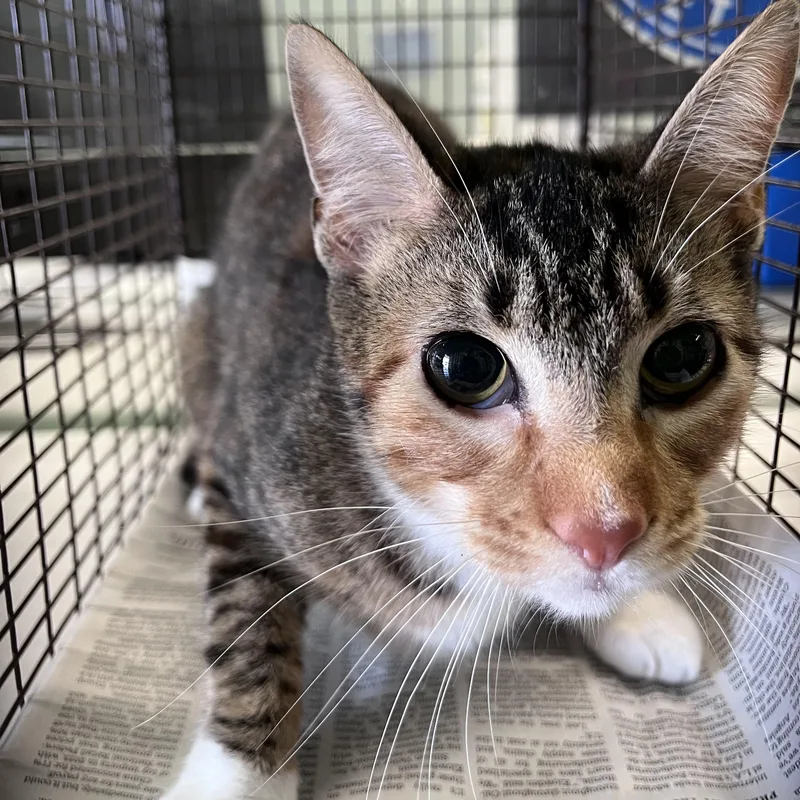 A young medium-sized female Domestic Short Hair cat named Mia for adoption in Los Angeles, CA