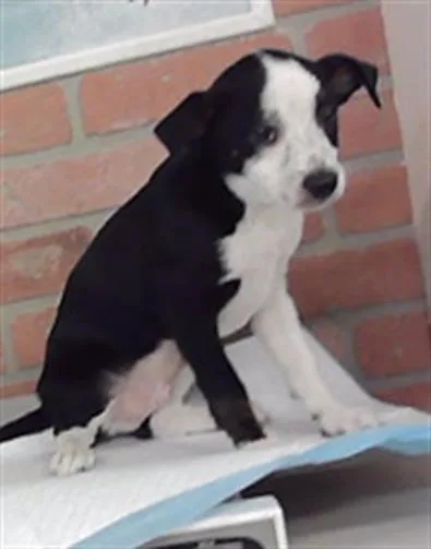 A baby small-sized male Australian Shepherd dog named Rye for adoption in Houston, TX