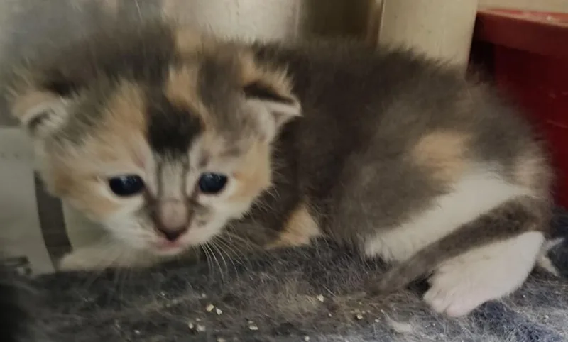 A baby medium-sized female Dilute Calico Domestic Short Hair cat named Ginger for adoption in Wahpeton, ND