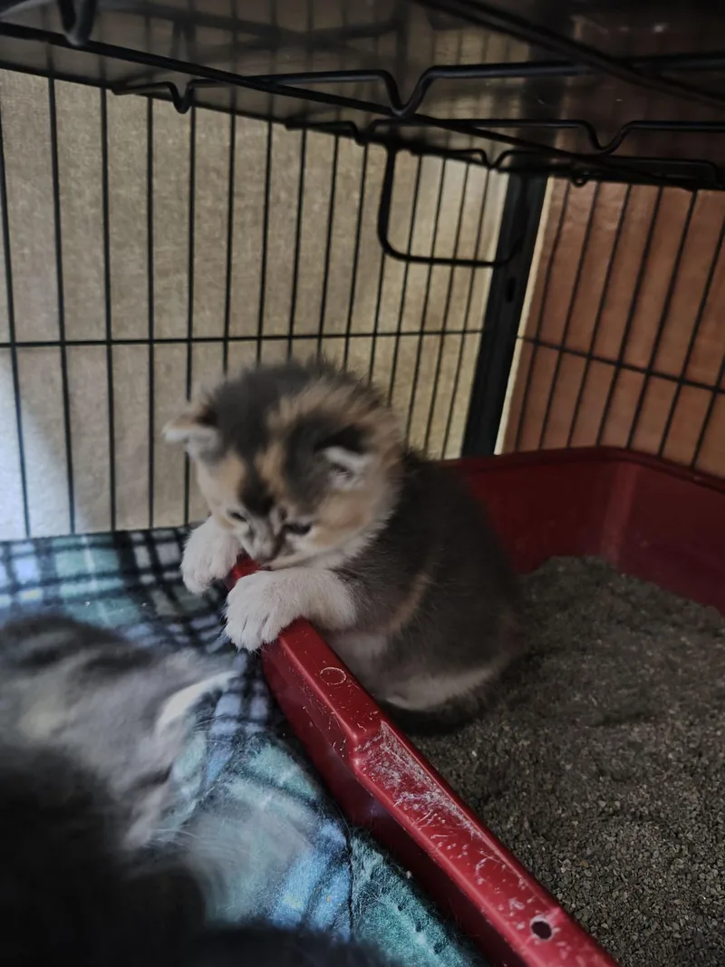 Ginger thumbnail 3