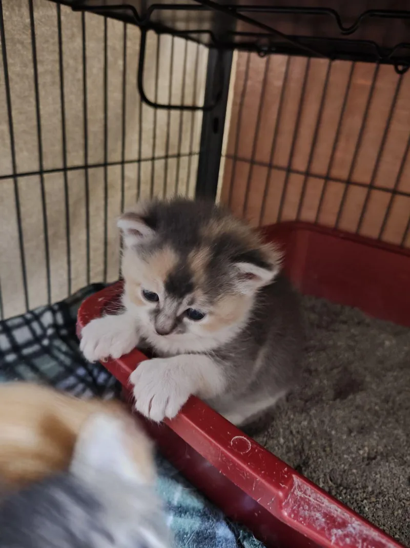 Ginger thumbnail 5