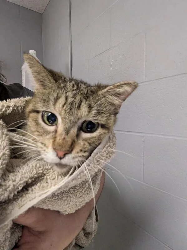 An adult large-sized female Tabby (Brown / Chocolate) Domestic Short Hair cat named Hooligan for adoption in Cincinnati, OH