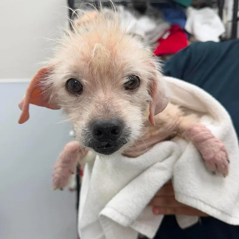 A senior small-sized male White / Cream Mixed Breed dog named Mojo Jojo for adoption in Fredericksburg, VA