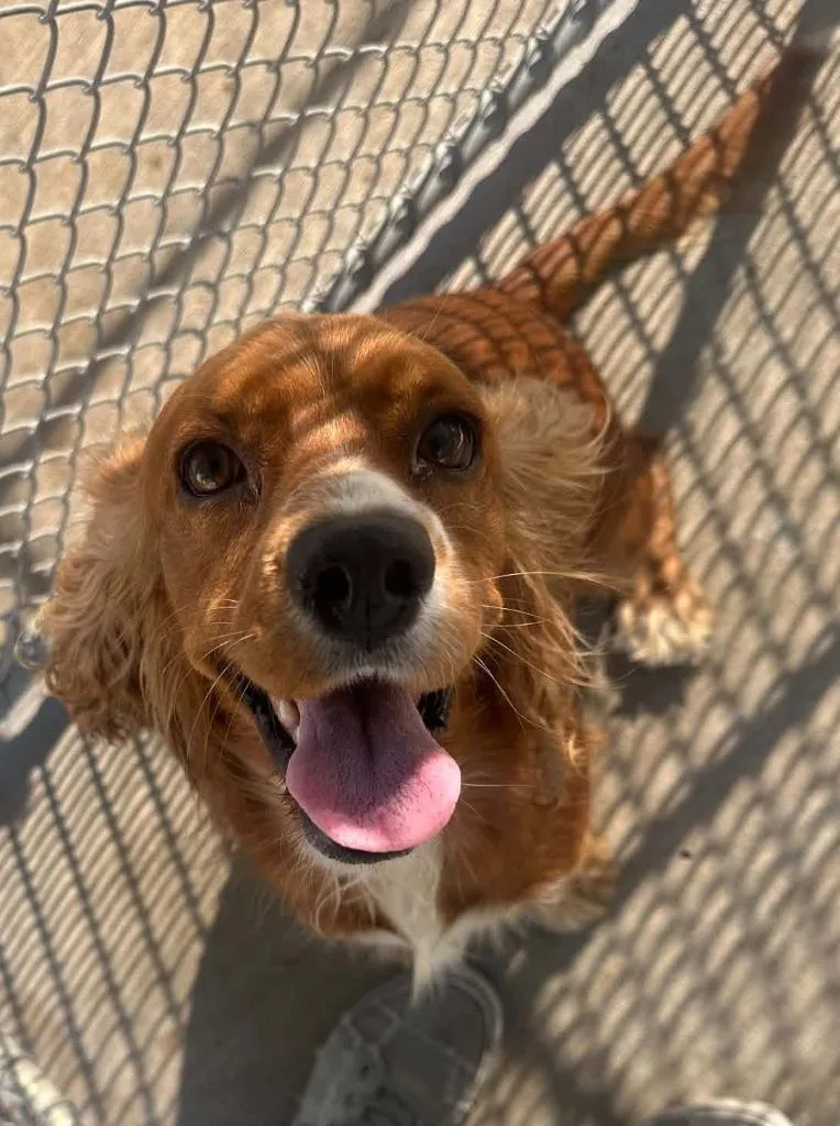 A young medium-sized female Cocker Spaniel dog named Claire for adoption in Austin, TX