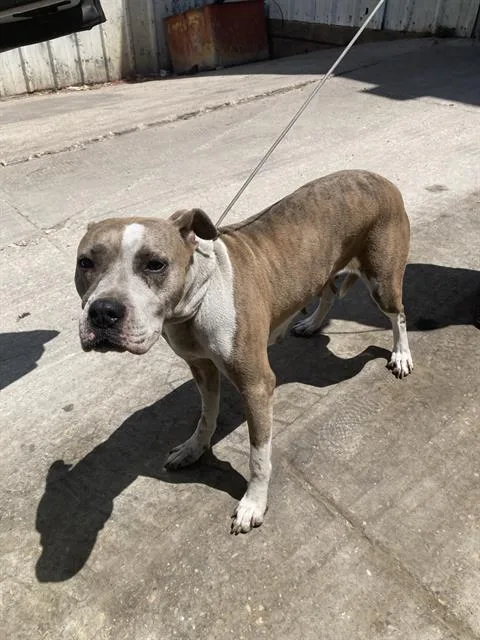 A young large-sized female Mixed Breed dog named Muffy for adoption in Dallas, TX