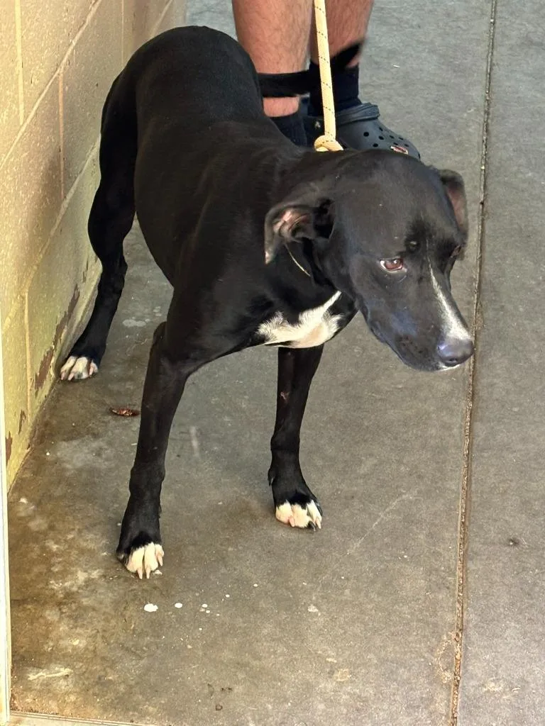 A young medium-sized female Labrador Retriever dog named Skip for adoption in Swainsboro, GA