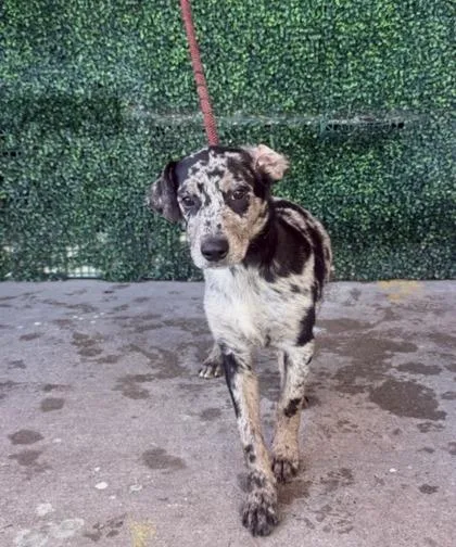 A baby medium-sized female Australian Cattle Dog / Blue Heeler dog named 61800973 for adoption in El Paso, TX
