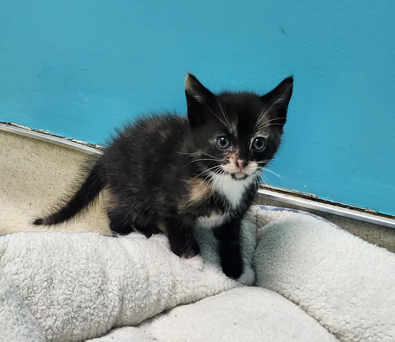 A baby medium-sized female Calico Domestic Short Hair cat named Cherry for adoption in Reynoldsburg, OH
