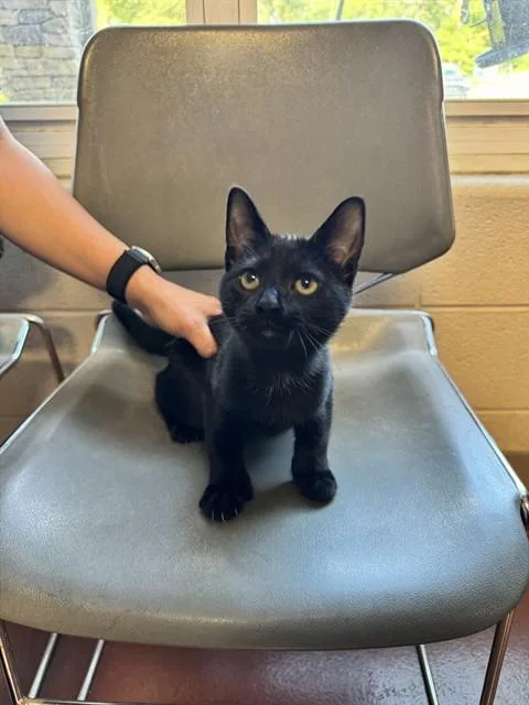 A baby medium-sized female Domestic Short Hair cat named Toe Queesha for adoption in Cookeville, TN