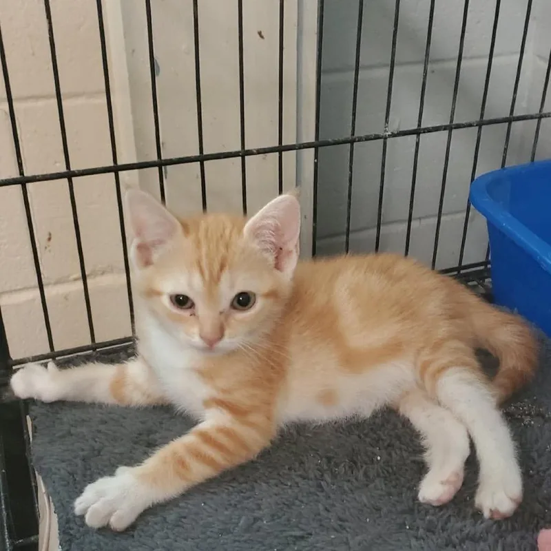 A baby small-sized male Orange / Red Domestic Short Hair cat named Sunshine for adoption in Eufaula, AL